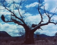 Baobab - et afrikansk tre
